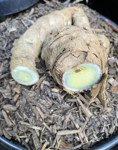 Black Turmeric Roots for Planting - 1 lb, Curcuma caesia, Unique Herb from Indonesia for Gardening and Cultivation