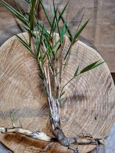 Giant River Cane Bamboo Starter Plant - 4-6 Inch Bare Root Rhizome, Arundinaria gigantea, NC Homestead Grown