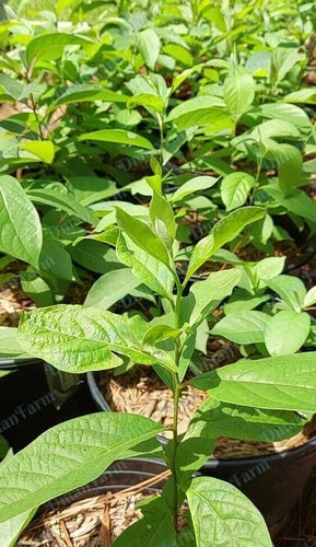 American Native Persimmon Tree Seedlings - Diospyros Virginiana - 3 Bareroot Trees - Fast Growing, Organic, Hardy