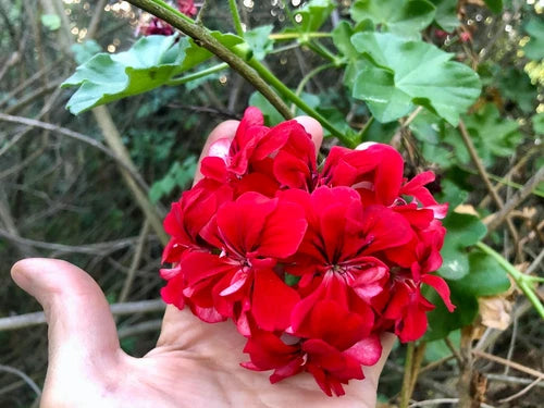 Pelargonium Peltatum Ivy Geranium 6" Cuttings Vivid Red Blooms Live Plant 3 Pack