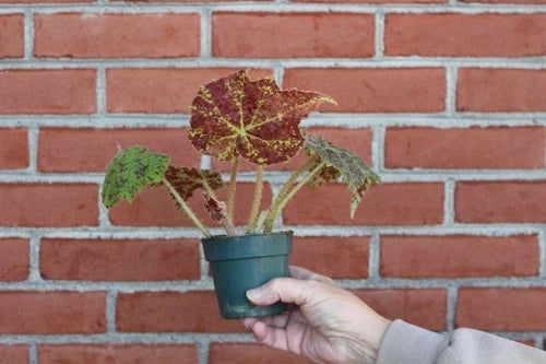 Begonia Marmaduke Live Plant - Rooted Houseplant with Bright Green and Burgundy Leaves - Begonia 'Marmaduke'