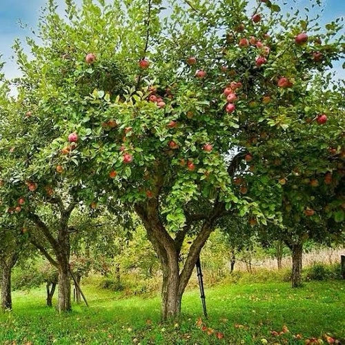 Honey Crisp Apple Trees - 1-2ft Tall Live Trees - Malus domestica 'Honeycrisp' - Sweet Tart Flavor - Perfect for Midwest Gardens