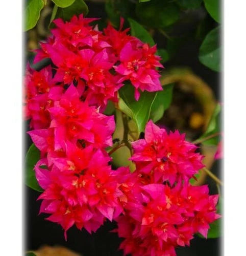 Double Red Bougainvillea Starter Plant - Well Rooted Live Plug (Bougainvillea glabra) - Rare HTF - USA Shipping