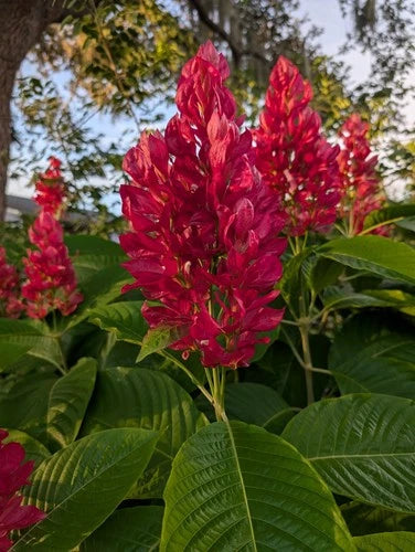 Brazilian Red Cloak Cuttings 6 Pack Megaskepasma erythrochlamys Easy to Root Tropical Plant for Garden or Patio