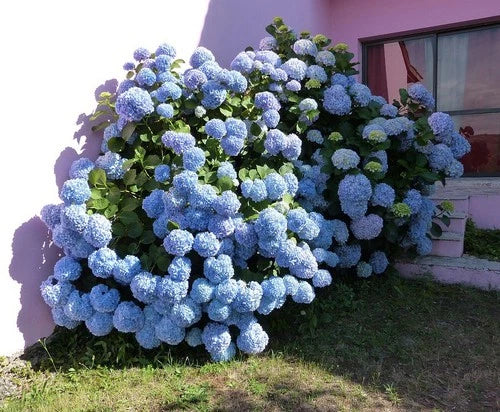 Blue Hydrangea Shrubs, 2-Pack, Reblooming Hydrangea, Hydrangea macrophylla, Large Continuous Blooms, Easy to Grow, Hardy Zones 4-9