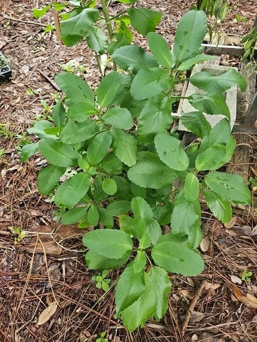 Kalanchoe Pinnata Live Plant - 2" Starter, Leaf of Life Miracle Wonder, Organic Florida Grown, Succulent