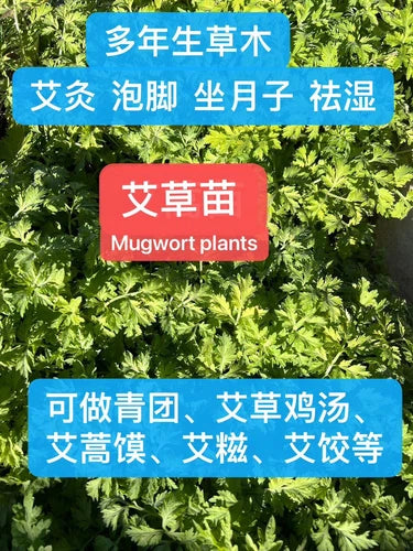 11 Bare-Rooted Mugwort Plants | Artemisia Argyi | Silvery Wormwood Herb | Medicinal & Culinary Uses