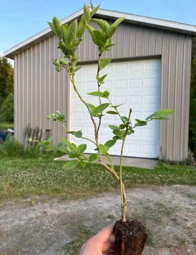 Blueberry Plants Rooted Cuttings - 5 Pack - Elliott, Blue Jay, Jersey, Draper - Vaccinium corymbosum