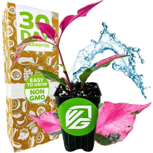 Alternanthera Party Time Live Plant - 3-8 Inch Joseph's Coat - Bright Pink Foliage - Alternanthera spp.