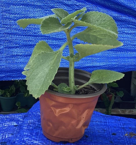 Cuban Oregano Plant (4-6 Inches) - Organic Plectranthus amboinicus - Aromatic Culinary Herb for Cooking & Medicinal Uses