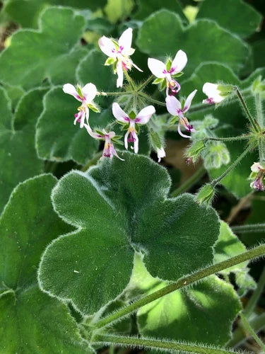 Rare Fuzzy Mint Scented Pelargonium Geranium Cuttings 3x6" Live Plant