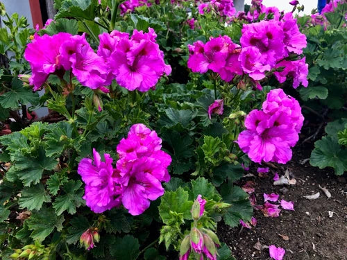 Purple Pelargonium Regal Geranium 6" Live Plant Cuttings - 3 Pack
