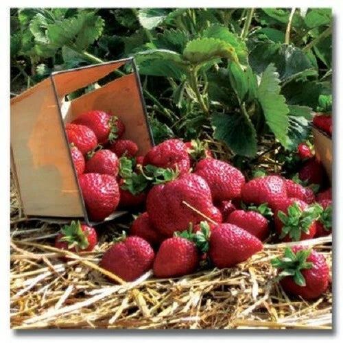 Quinault Everbearing Strawberry Plants - 25 Bare-Root Plants - Fragaria × ananassa - Disease Resistant, Sweet Strawberries
