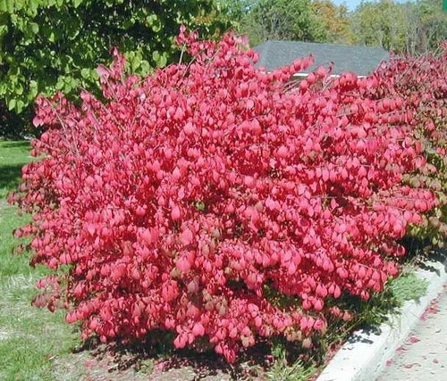 10 Dwarf Burning Bush Bare Root Plants | Euonymus alatus | Hardy Shrub for Landscaping & Hedges | Zones 3-8