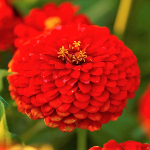 Cherry Queen Red Zinnia Seeds | Giant Scarlet Rose Flower Seeds | Pollinator-Friendly | Zinnia elegans