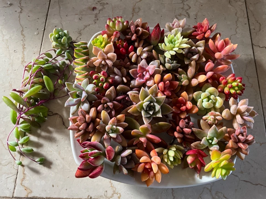 25 Colorful Succulent Cuttings – Mixed Live Unrooted Cuttings, Vibrant Assortment for DIY Arrangements, Terrariums & Gardens