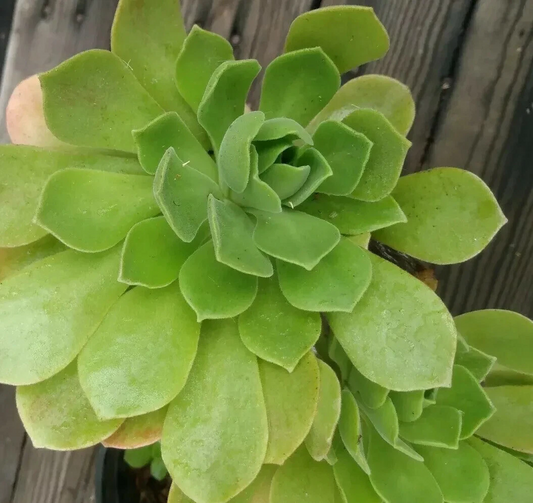 Aeonium arboreum Cuttings 2pcs | Fresh Live Succulent Stems | Easy to Root Aeonium Starter | Tree Aeonium for Pots & Gardens