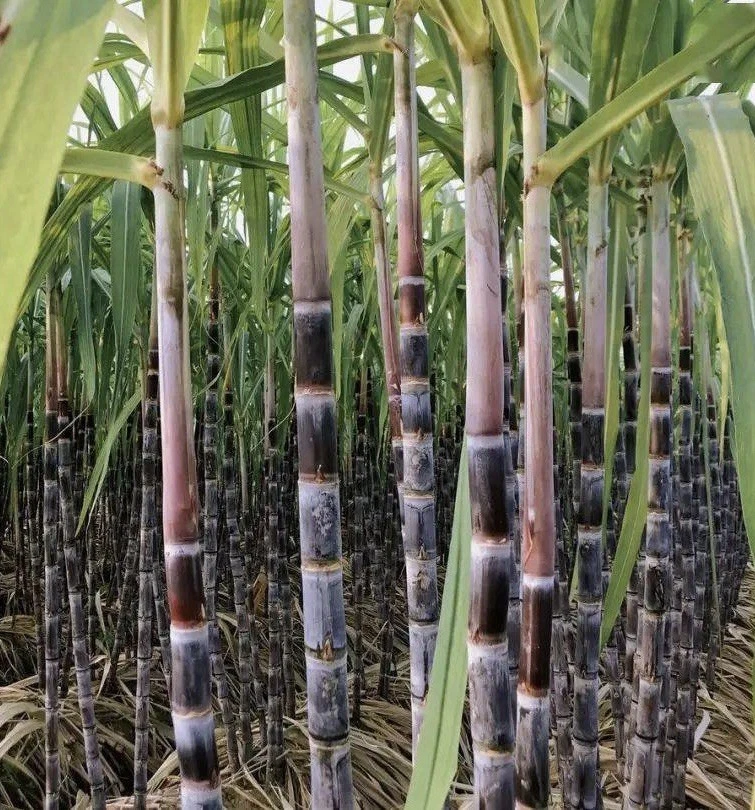 Dark Purple Sugarcane – 5 Rooted Cuttings Ready to Plant – Live Sugar Cane Starter Stalks for Garden Growing