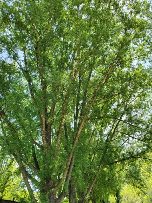 Austree Hybrid Willow Cuttings – 25 Large 18" Cuttings for Fast Growing Privacy Trees and Living Fences