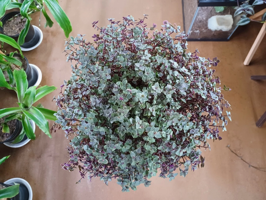 Callisia Repens Cuttings | Turtle Vine Houseplant | Fresh Wandering Jew Style Cuttings | Easy Rooting Indoor Trailing Plant