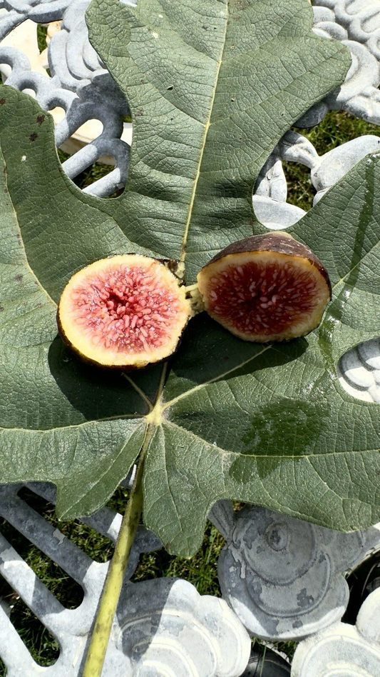 Brown Turkey Fig Cuttings – 8 Unrooted Ficus carica Cuttings, Easy Rooting Fruit Tree Starter for Planting, Sweet Fig Variety