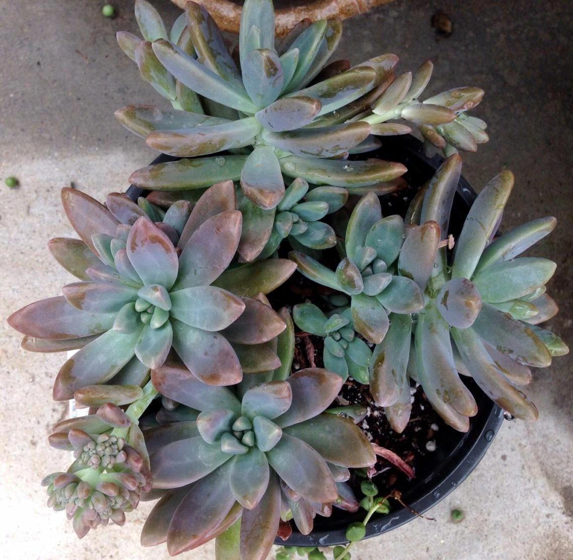 Pachyveria Blue Pearl – 3 Unrooted Succulent Cuttings, 2.5" Rosettes – Live Blue-Green Echeveria Hybrid