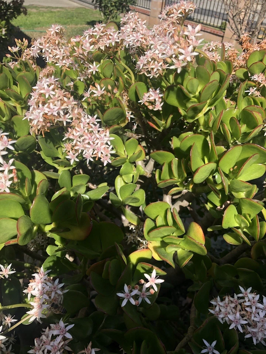 Jade Plant Cuttings for Planting – 3 Fresh Unrooted Stems, Crassula Ovata Live Succulent