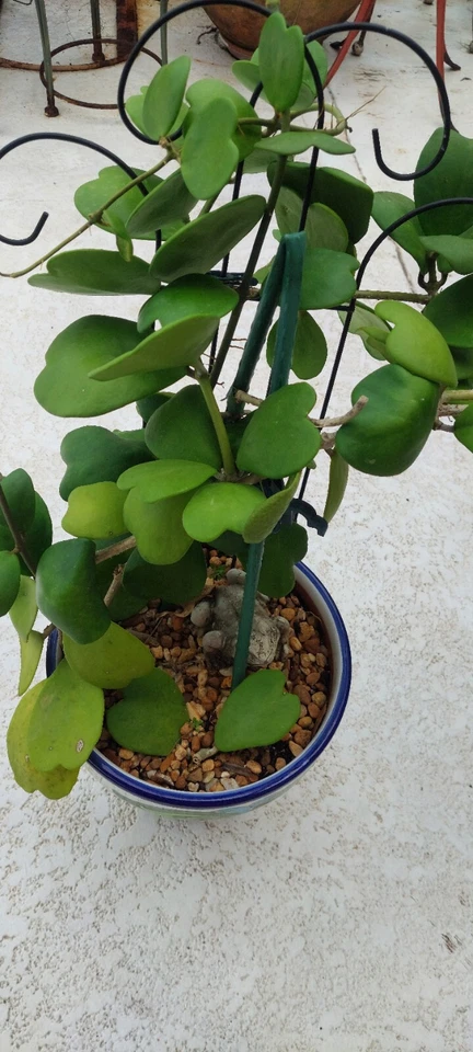 Hoya Kerrii Heart Cutting – 2-Leaf Sweetheart Vine Cutting with 1 Node, Live Hoya Starter for Rooting, Valentine Heart Plant