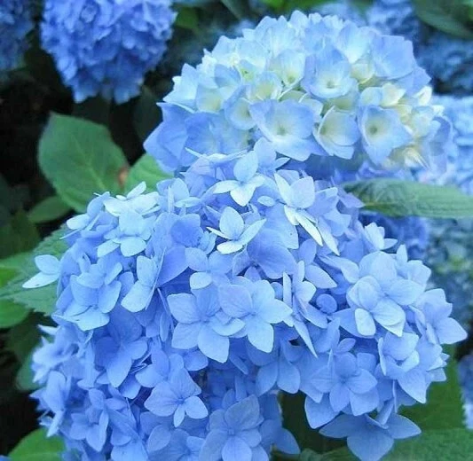 Blue Hydrangea Cuttings 10 Fresh + 1 Rooted | Live Hydrangea Starter Set | Ready for Rooting & Planting | Hardy Garden Shrub