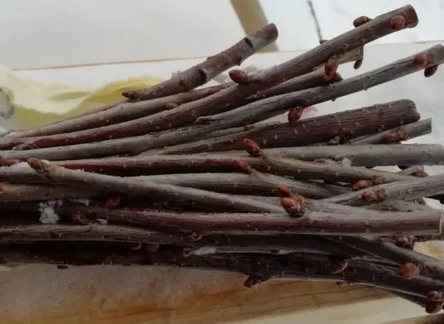 Japanese Cherry Tree Cuttings – Prunus serrulata, 10 Unrooted Fresh Cuttings for Rooting or Bonsai Growing