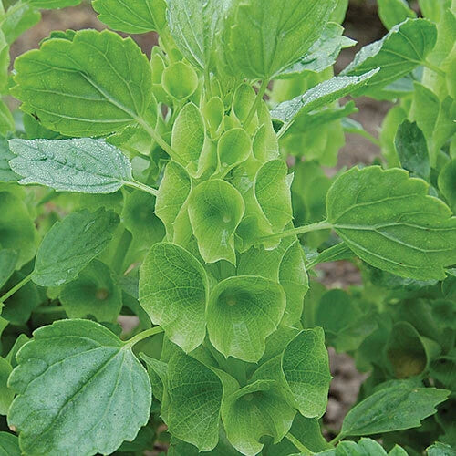 Bells of Ireland Seeds | NON-GMO Heirloom | Fresh Vegetable Seeds | Moluccella laevis
