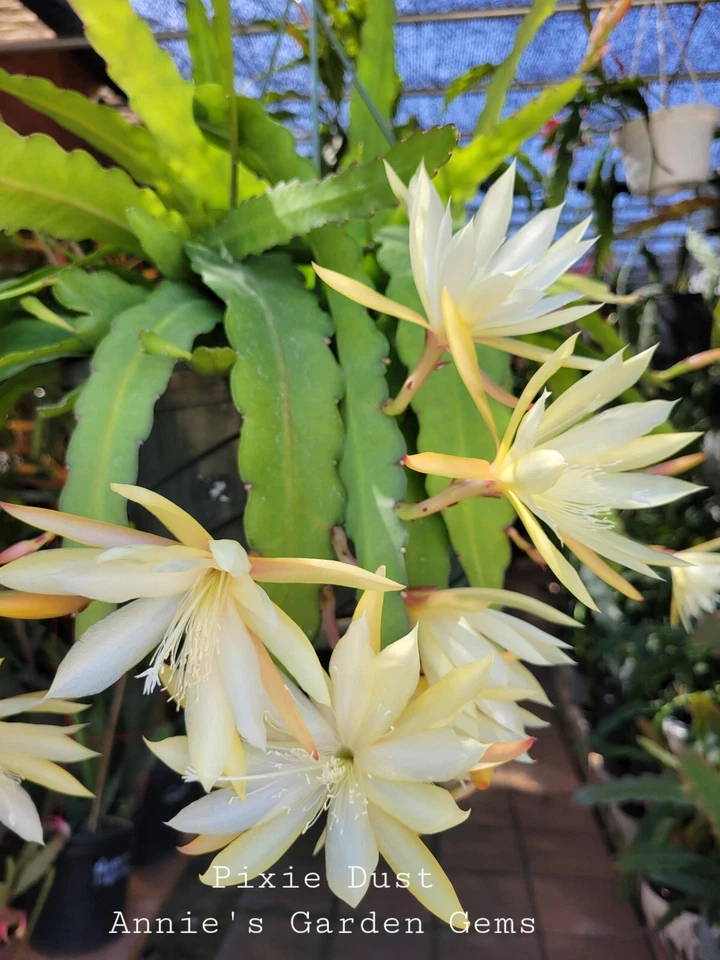 Epiphyllum Pixie Dust Cuttings – Unrooted Orchid Cactus Cuttings 8–10 –  Jayme Garden