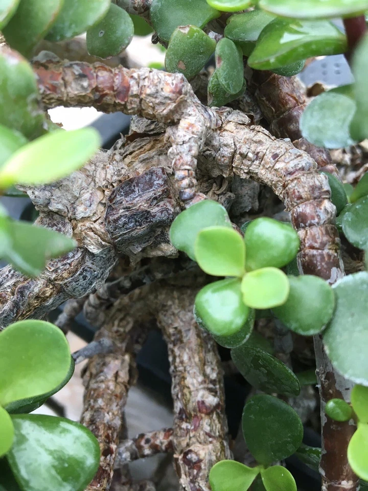 Portulacaria afra Cork Bark – 15 Cuttings (6”) – Dwarf Jade Succulent for Bonsai & Planting – Live Thick-Stem Cuttings