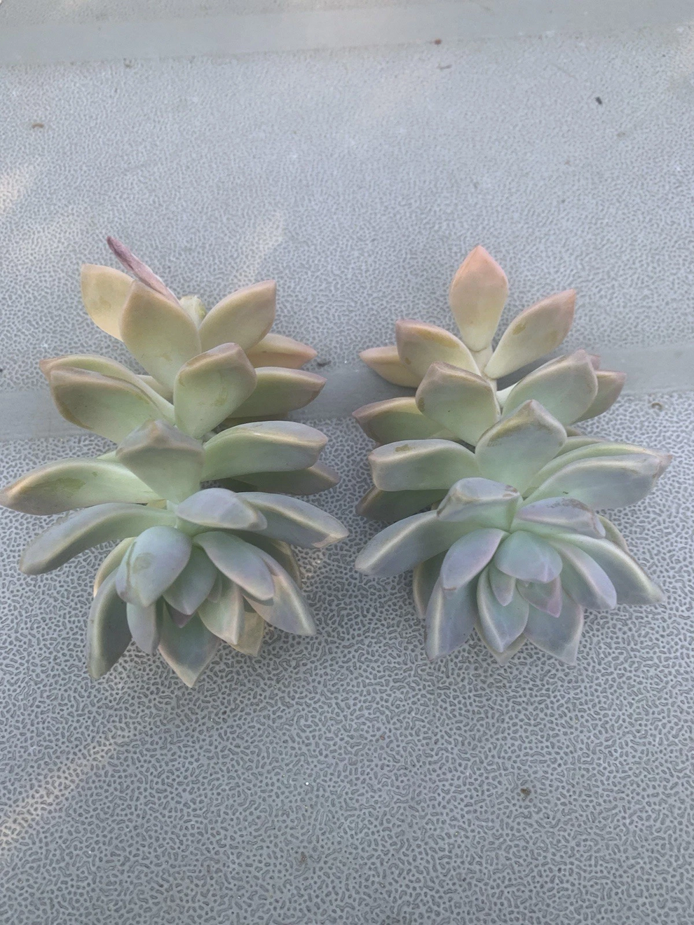 Ghost Plant Succulent Cuttings – 2 Live Graptopetalum Paraguayense Cut ...