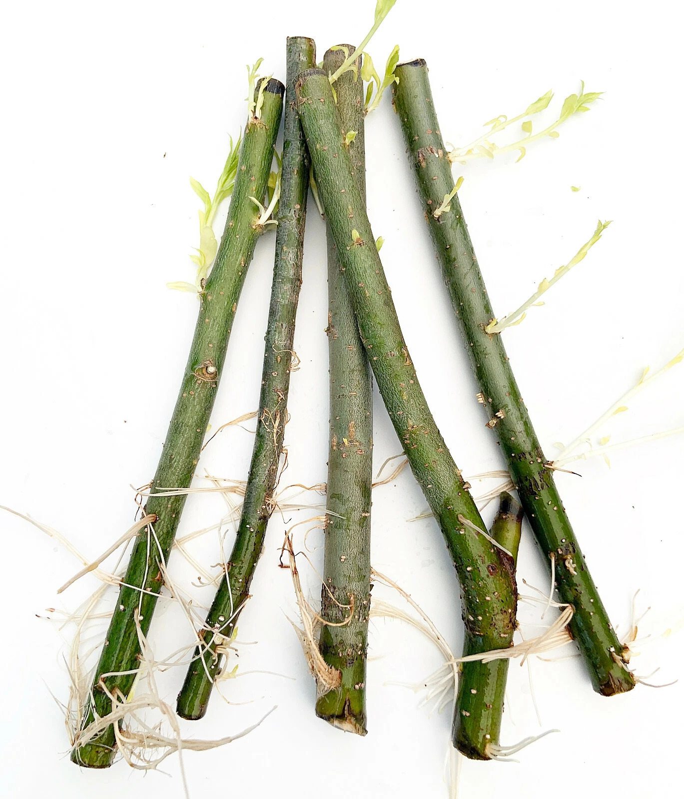 Hybrid Willow Rooted Cuttings for Planting – 5 Live Starter Trees, Perennial Willow for Outdoor Growing