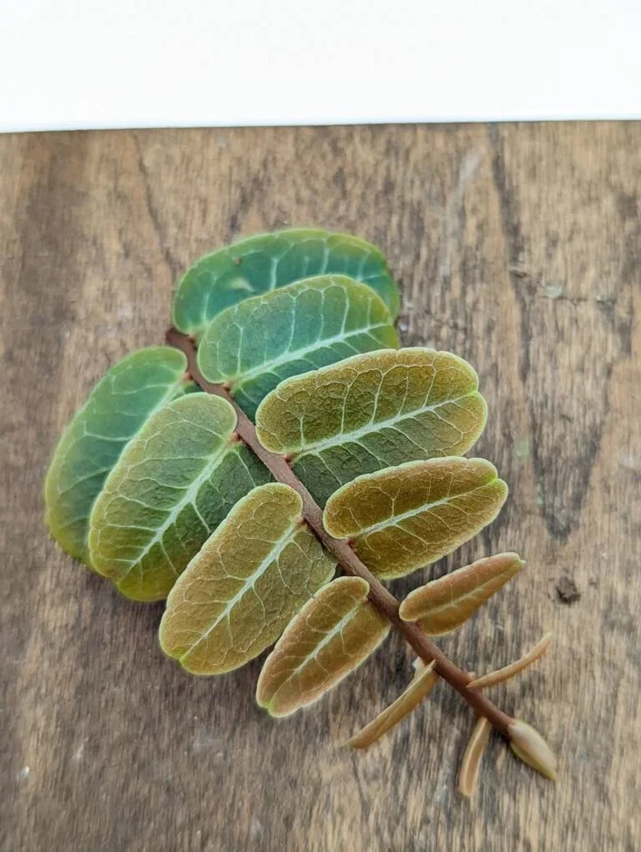 Marcgravia sp Terrarium Plant Cutting Live, 10 Leaf Tropical Vine Cutting for Vivarium or Indoor Grow