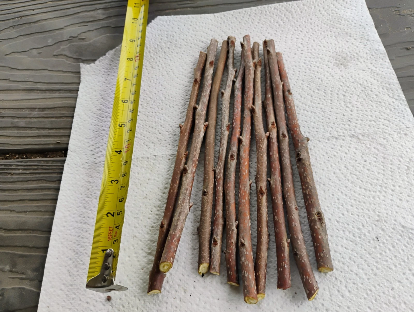 10 Fuyu Persimmon Tree Cuttings Diospyros Kaki Unrooted 8 Inch for Grafting Fruit Tree Planting