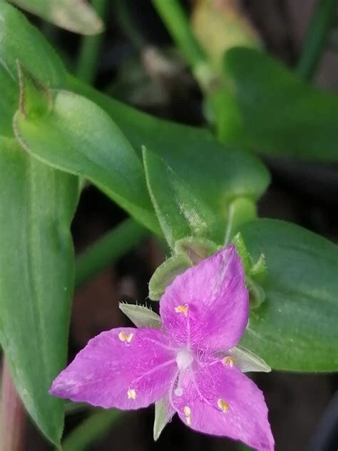 Callisia micrantha Cuttings – Wandering Jew Houseplant Starts, Easy-Rooting Indoor Trailing Plant for Pots & Hanging Baskets