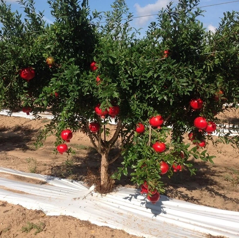 Wonderful Pomegranate Cuttings – 5 Unrooted Cuttings 8–10 Inches Long, Punica granatum Fruit Tree for Propagation