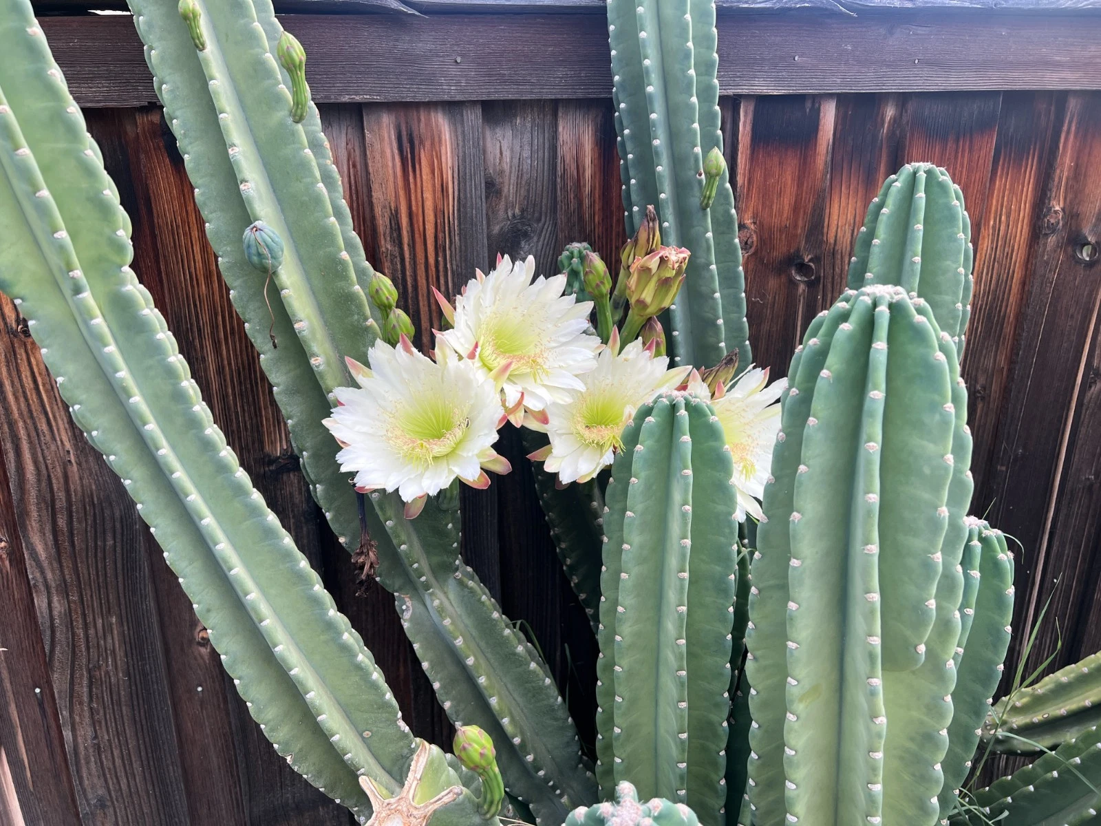 Senita Peruvianus Cactus Cutting – 12 Inch Night Blooming Succulent Cu ...