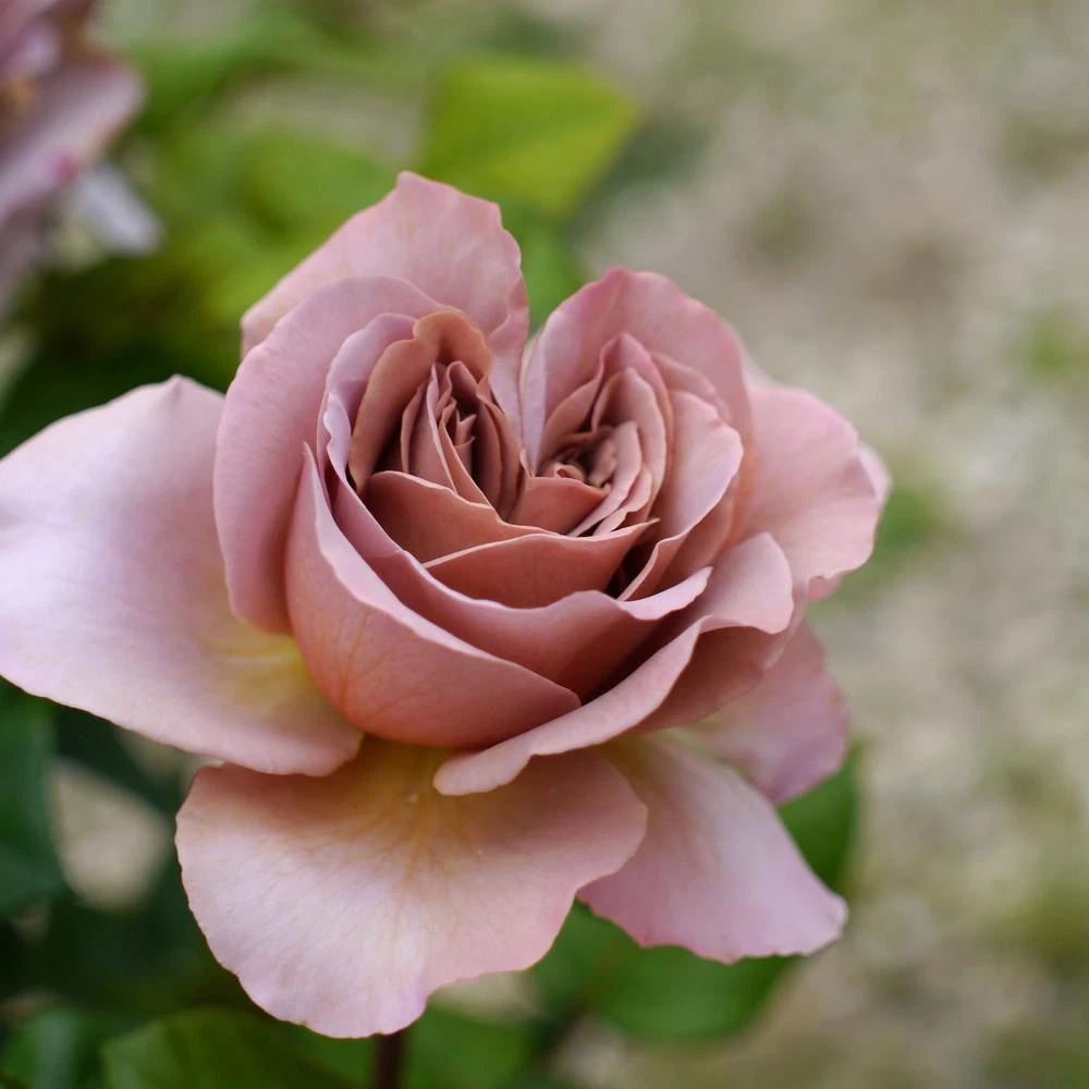 Café Latte Rose Cuttings – 3 Unrooted Scions, Rare Dusty-Mauve Rose Variety for Rooting or Grafting, Live Rosewood Stems