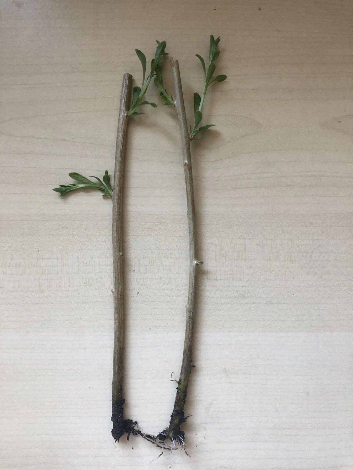Goji Berry Plants – 2 Rooted Bare Root Starts from Fresh Cuttings, Har ...