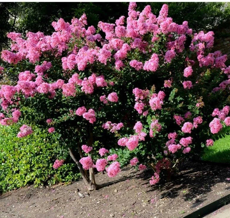 Crepe Myrtle Cuttings – 7 Fresh Branch Cuttings for Rooting, Fast-Growing Lagerstroemia Starter Wood for Garden Shrubs & Trees