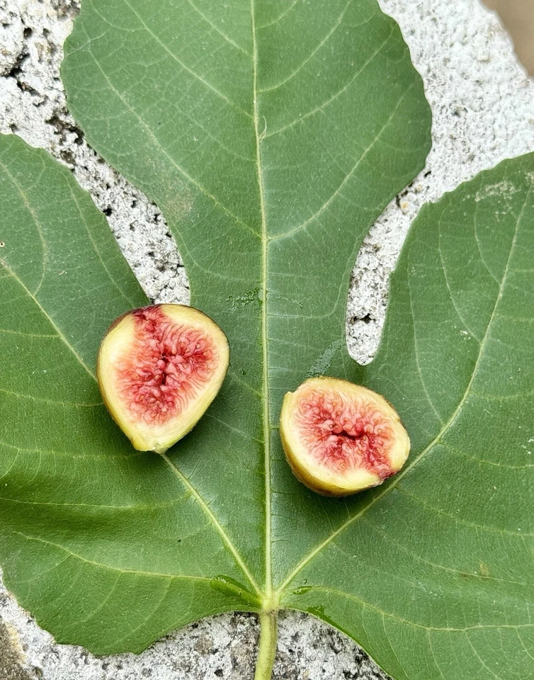Brown Turkey Fig Cuttings – 8 Unrooted Ficus carica Cuttings, Easy Rooting Fruit Tree Starter for Planting, Sweet Fig Variety