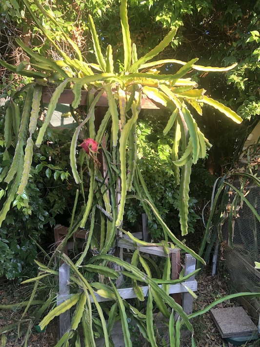 Dragon Fruit Cuttings – 3 Live 6"+ Hylocereus Stems, Random Variety Mix, Easy-Rooting Climbing Cactus for Warm-Climate Gardens