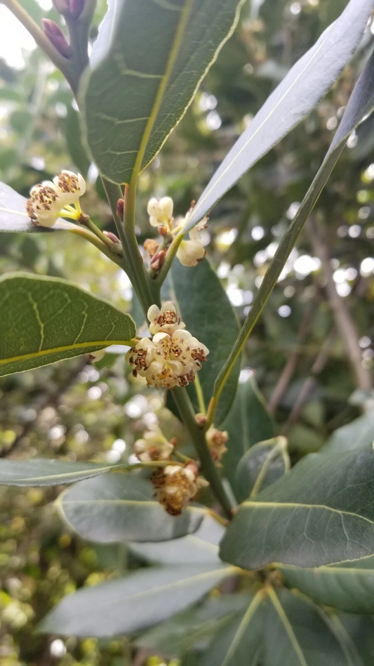 Bay Laurel Cuttings – 5 Fresh Laurus nobilis Stems for Propagation, Aromatic Culinary Bay Leaf Tree Starter Wood
