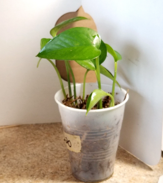 Jade Pothos Small Plant – Rooted in Moss, 4–5 Inch Starter, Easy Houseplant for Pots, Fast Growing Indoor Vine