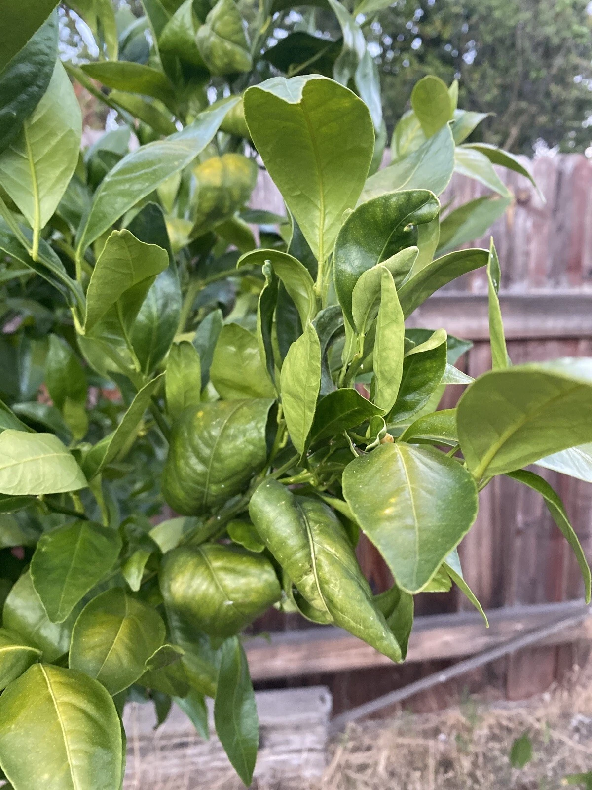 Pixie Mandarin Unrooted Cuttings – 6 Citrus reticulata ‘Pixie’ Tree Cu ...