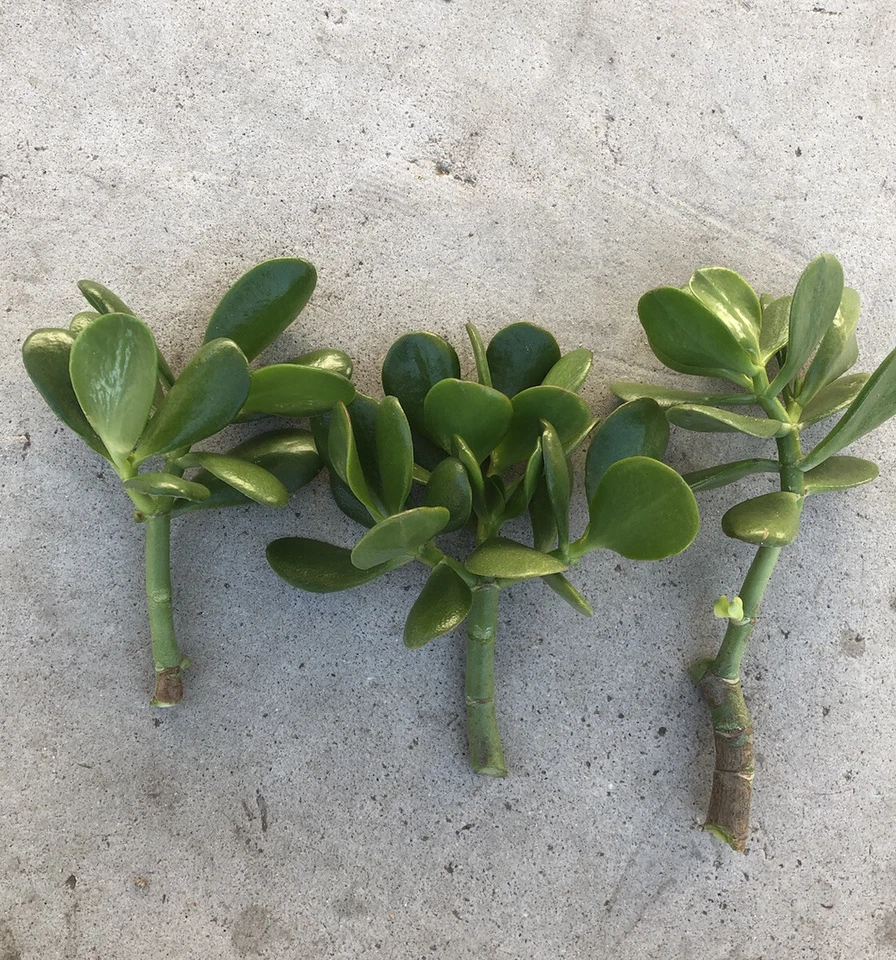 Jade Plant Cuttings for Planting – 3 Fresh Unrooted Stems, Crassula Ovata Live Succulent