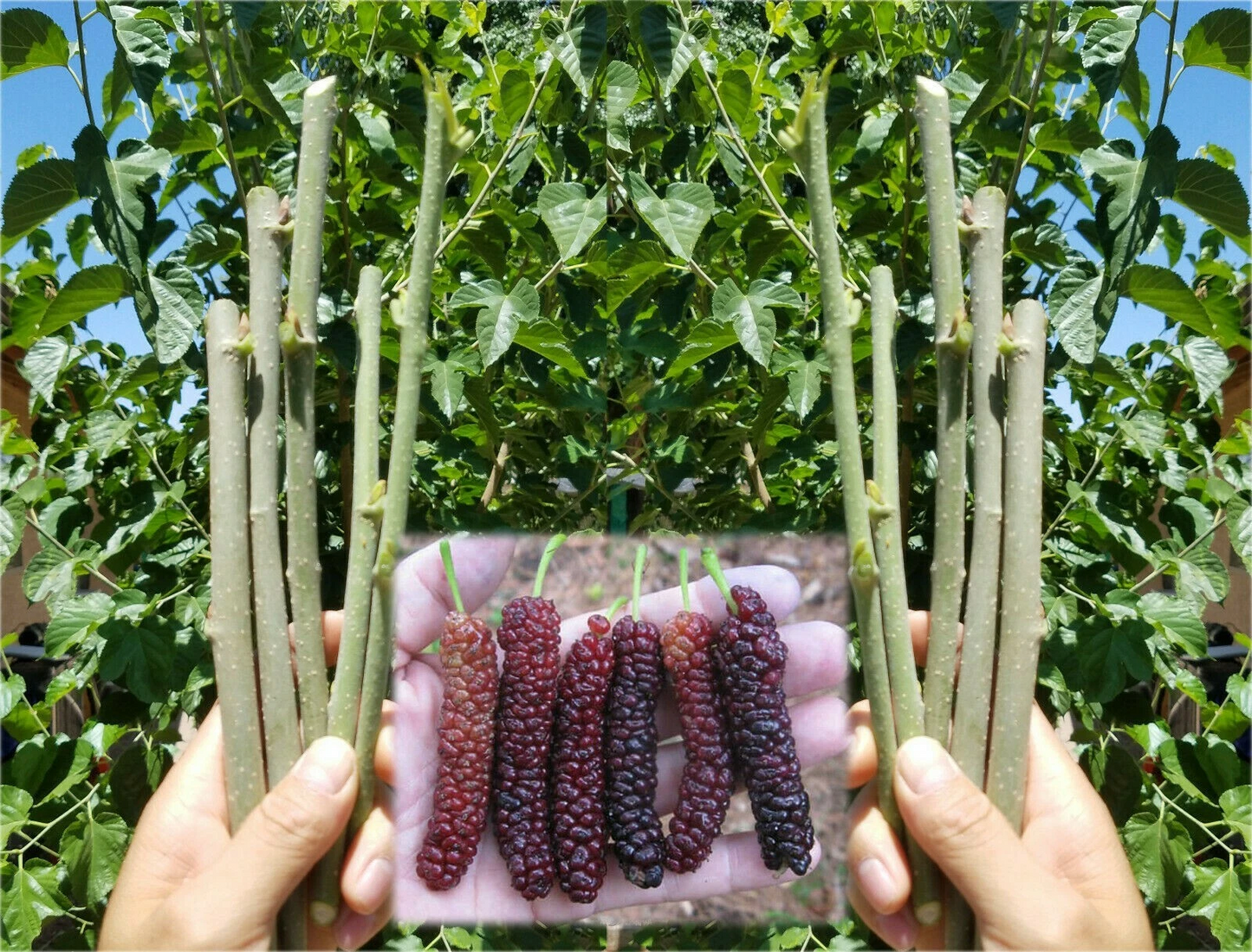Pakistan Mulberry Cuttings – 10 Live Mulberry Cuttings for Rooting or Grafting, Morus Macroura Tree